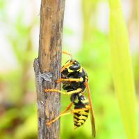 Haus-Feldwespe (Polistes dominula)