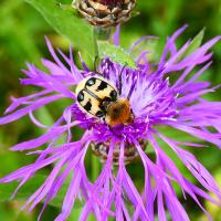 Pinselkäfer (Trichius sp.)