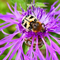 Pinselkäfer (Trichius sp.)