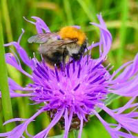 Ackerhummel 