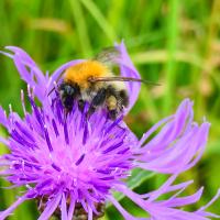 Ackerhummel 