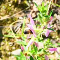 Garten-Blattschneiderbiene