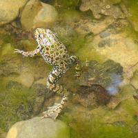 Wasserfrosch-Komplex