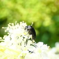 Stachelkäfer (Mordellidae)