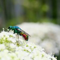 Goldwespe (Chrysis sp.)