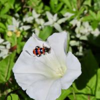 Gemeiner Bienenkäfer